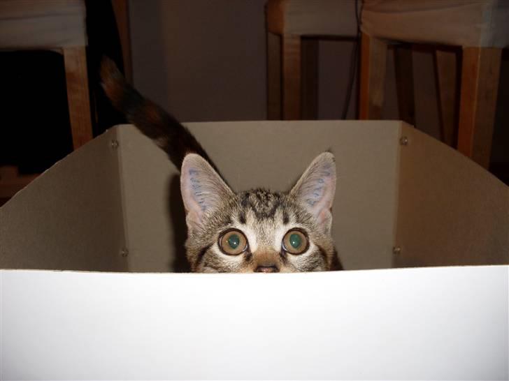 Huskat Mitte billede 8