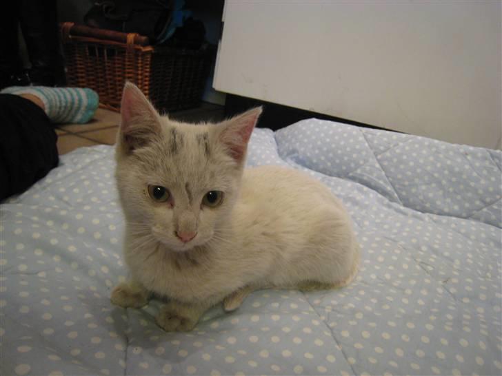 Huskat Speedy (R.I.P d. 18/2 09) - HAHA xD han er simpelthen så sød når han tager forpoterne ind under sig ;D billede 11