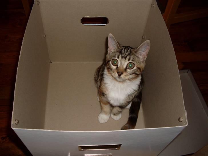 Huskat Mitte billede 9