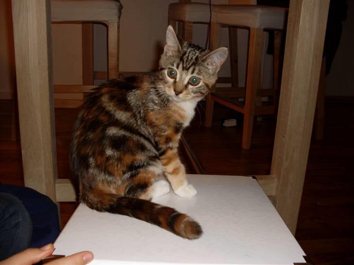 Huskat Mitte billede 11