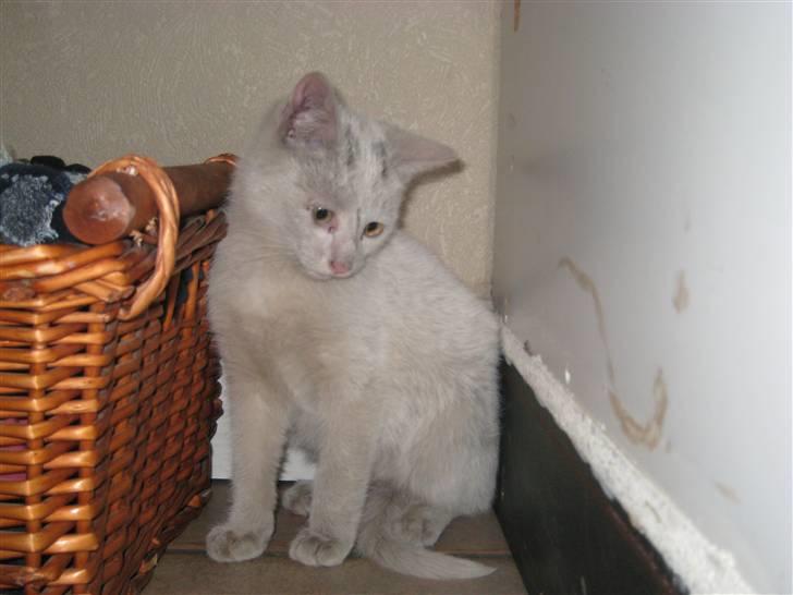 Huskat Speedy (R.I.P d. 18/2 09) - han er så kær ;)... er han ikk? billede 12