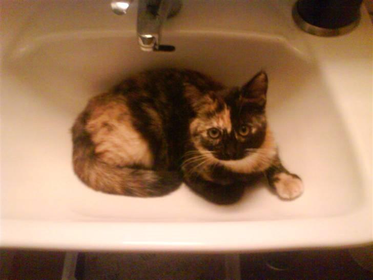 Blanding af racer GTI mis billede 1