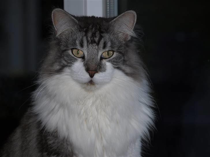 Maine Coon bacardi billede 4