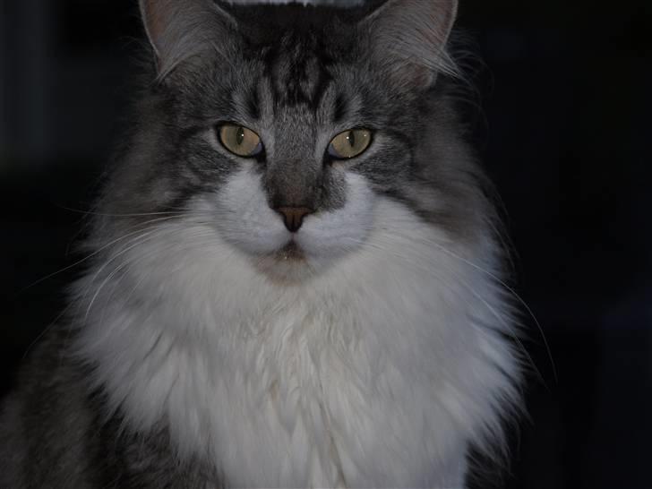 Maine Coon bacardi billede 5
