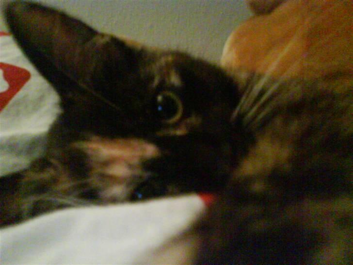 Blanding af racer GTI mis billede 2