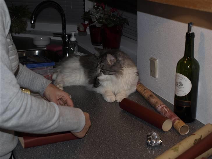 Maine Coon bacardi billede 6