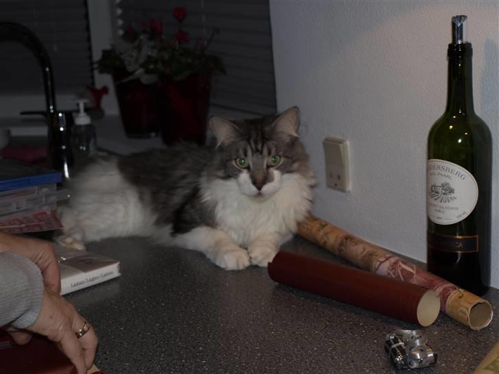 Maine Coon bacardi billede 7