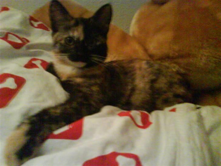 Blanding af racer GTI mis billede 3