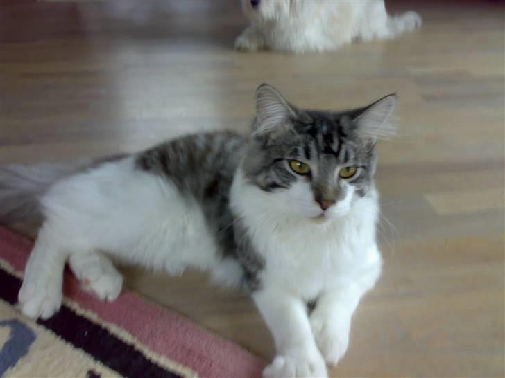 Maine Coon bacardi billede 8