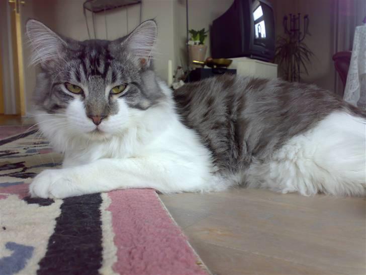 Maine Coon bacardi billede 9