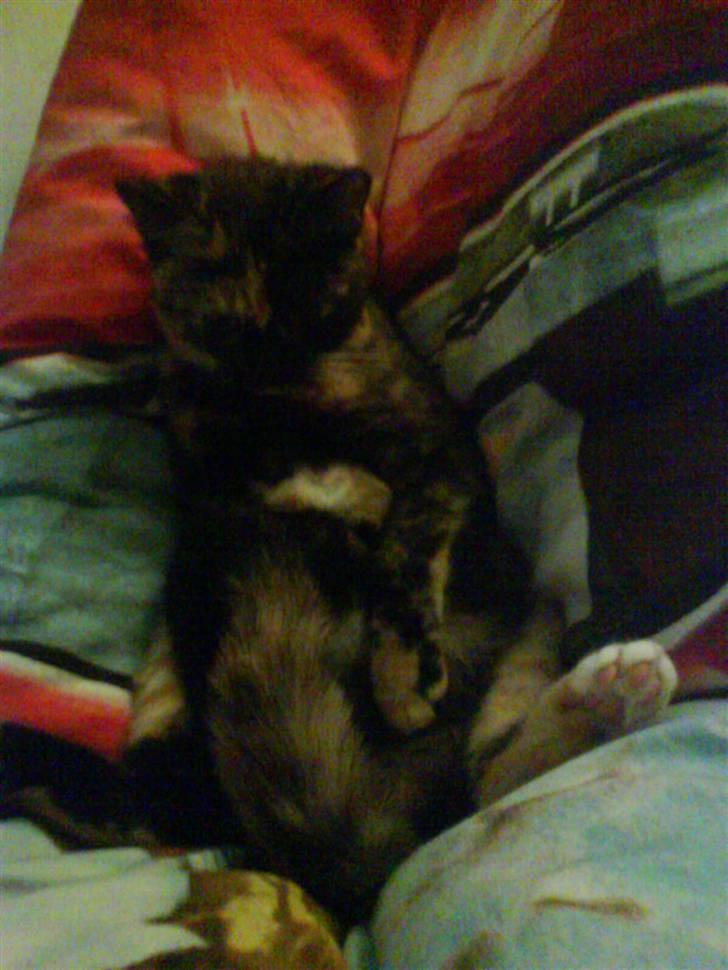 Blanding af racer GTI mis billede 4