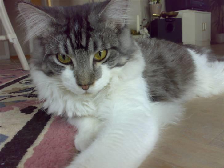 Maine Coon bacardi billede 10