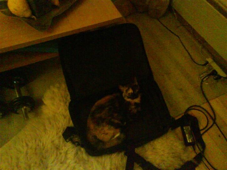 Blanding af racer GTI mis billede 5