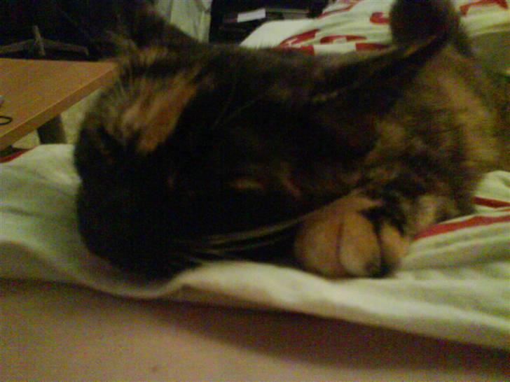 Blanding af racer GTI mis billede 6