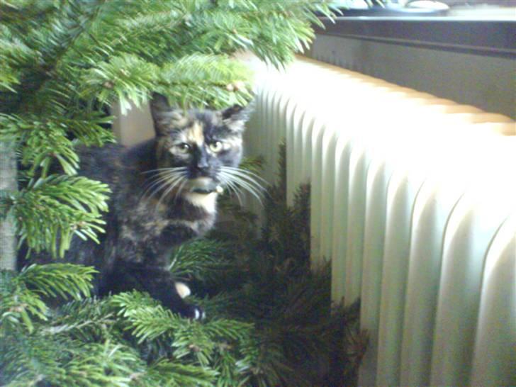 Blanding af racer GTI mis billede 7