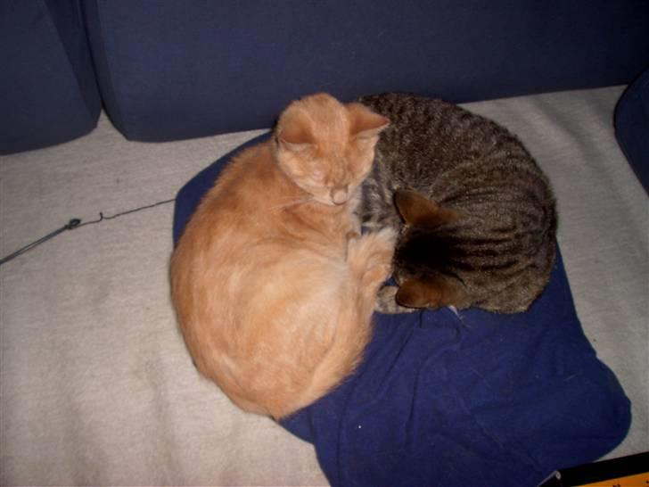 Huskat Pus 'R.I.P* :´( - Nyt! billede 20