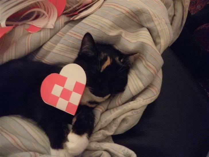 Huskat FredeBo's TulleRosa - Rosa lå med og sov med et julehjerte jeg lige havde lavet xD billede 3