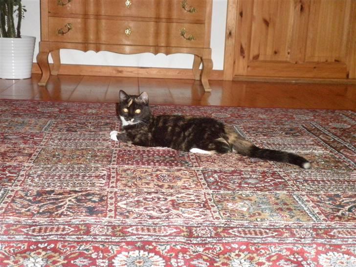 Huskat FredeBo's TulleRosa - Rosa ligger på tæppet og slapper :) billede 4