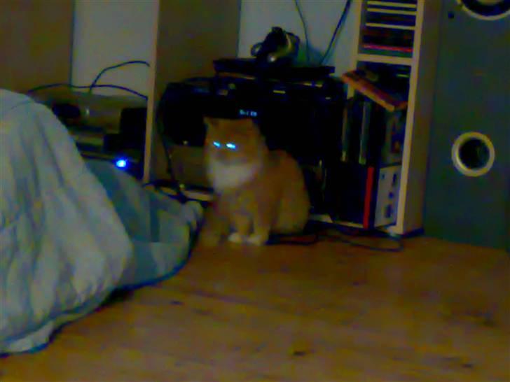 Norsk Skovkat trunte billede 1