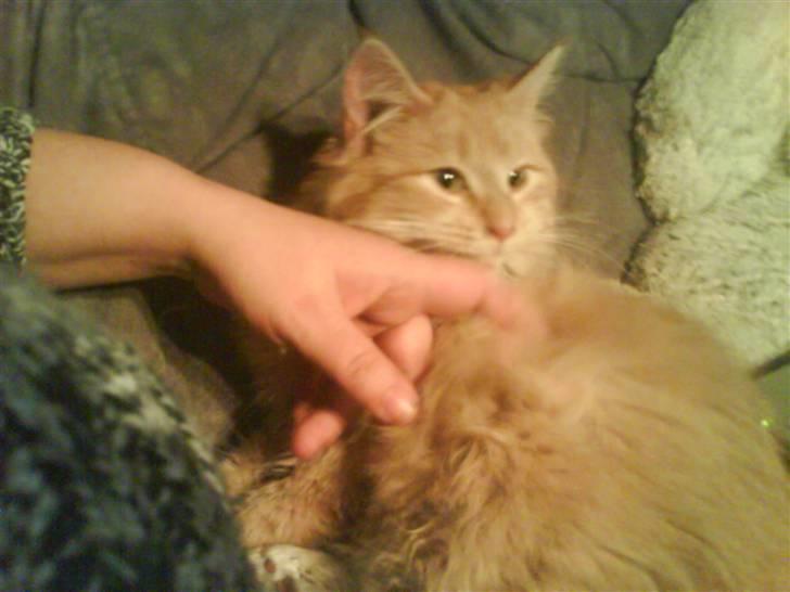 Norsk Skovkat trunte billede 2