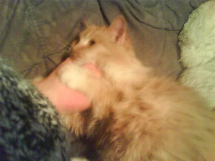 Norsk Skovkat trunte billede 3