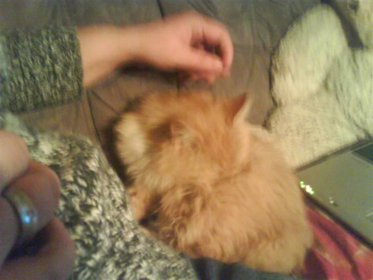 Norsk Skovkat trunte billede 4