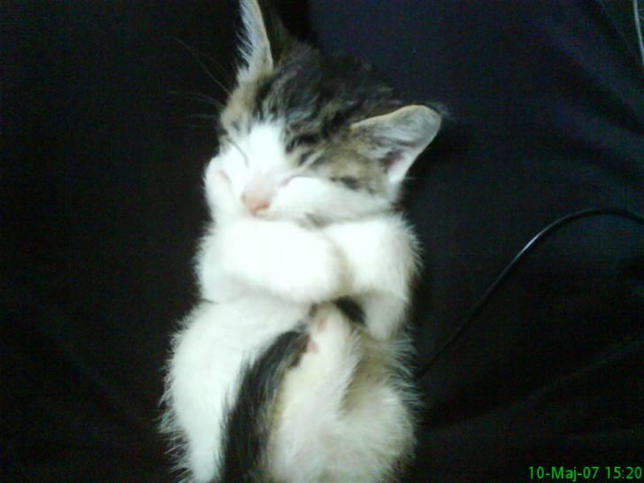 Huskat Tjald - Her er jeg såå ikke særlig gammel:) billede 1