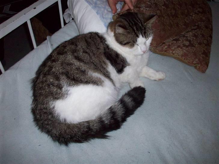 Huskat Tjald - Her slapper jeg af i den seng der burde være min:) billede 2