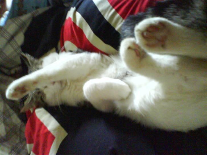 Huskat Tjald - Der findes ikke noget bedre end at putte i dynen billede 3