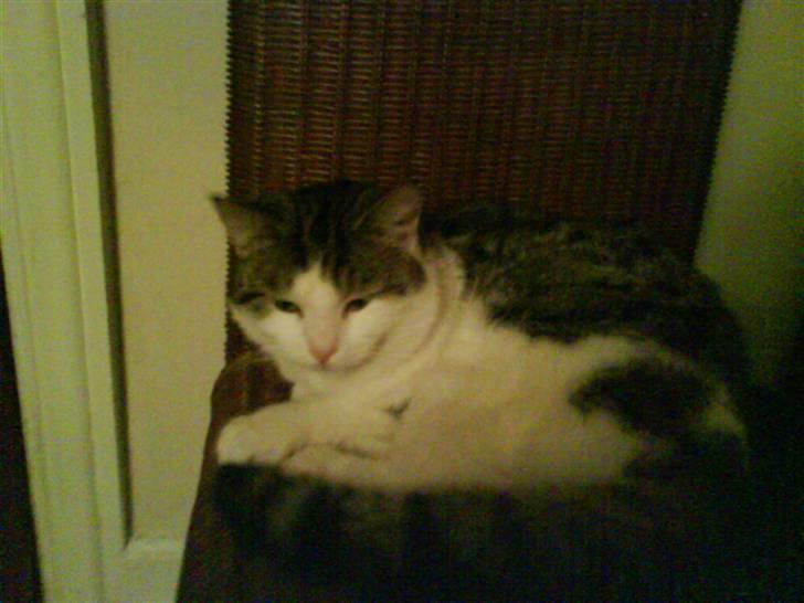 Huskat Tjald billede 4