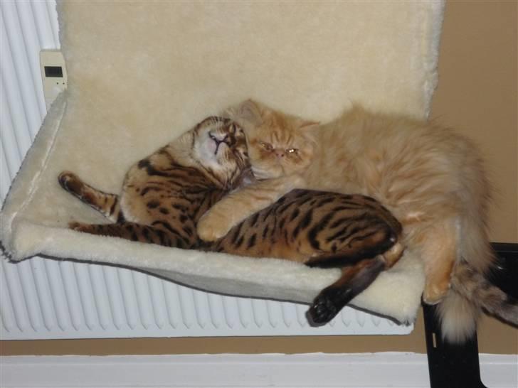 Perser Fido  - så søde billede 6