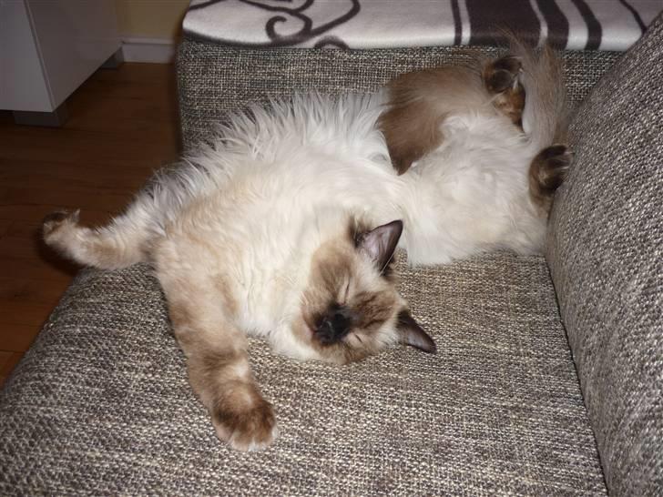 Ragdoll Pippin - ja normalt sover han ikke :D billede 8