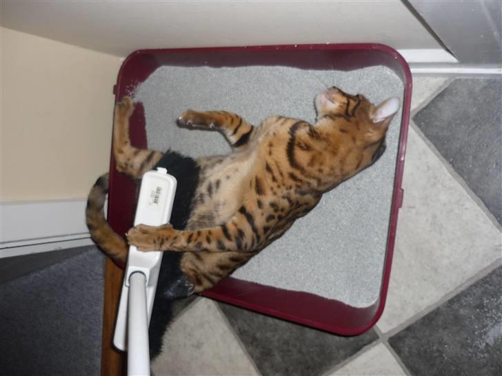 Bengal Kaiser - hmmm klø mig på maven :D billede 8