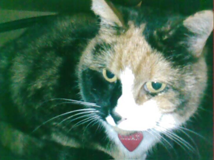 Blanding af racer Milan billede 15