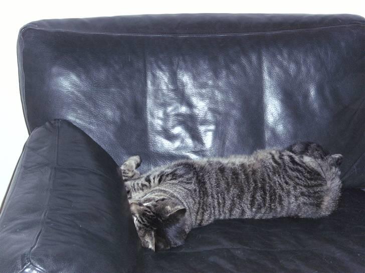 Huskat              Ollie - Ollie i vores læder sofa.. :D Dovne kat!! billede 8