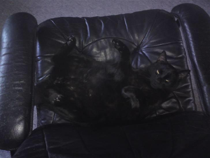 Huskat Sambo =') billede 13