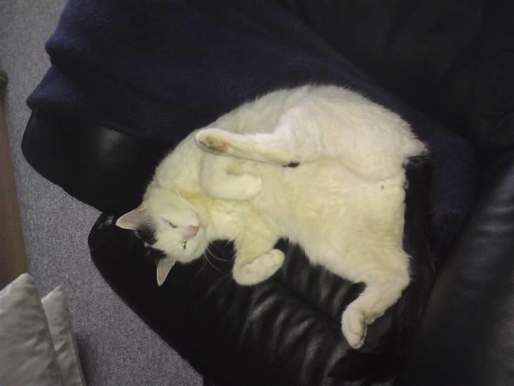 Huskat Stitch :o) billede 15