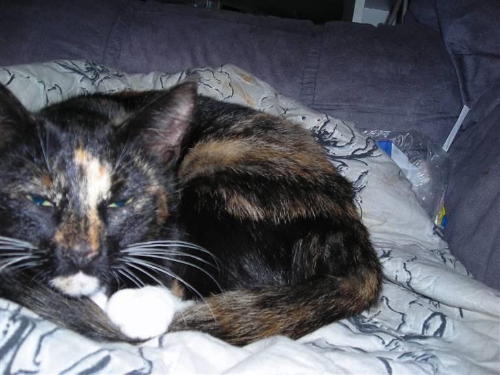 Huskat fayroze  billede 8