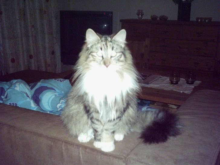 Norsk Skovkat Messenger Stribes Holly billede 1