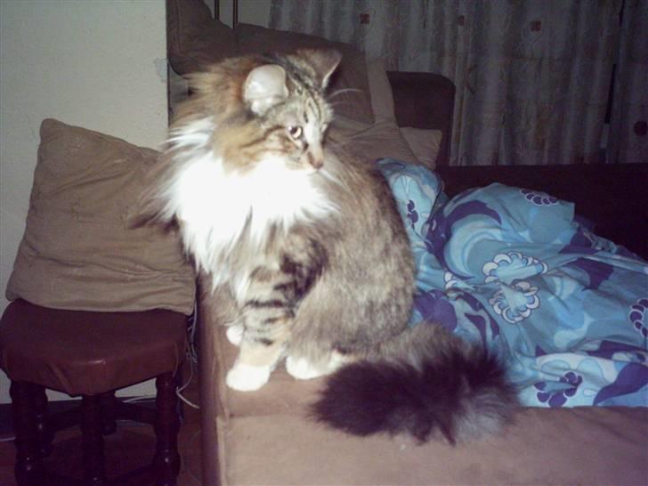 Norsk Skovkat Messenger Stribes Holly billede 2