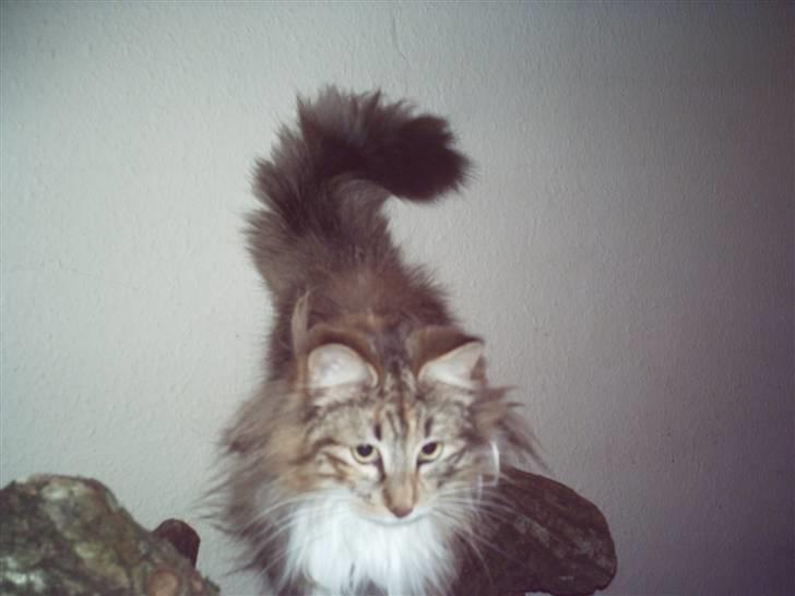 Norsk Skovkat Messenger Stribes Holly billede 3