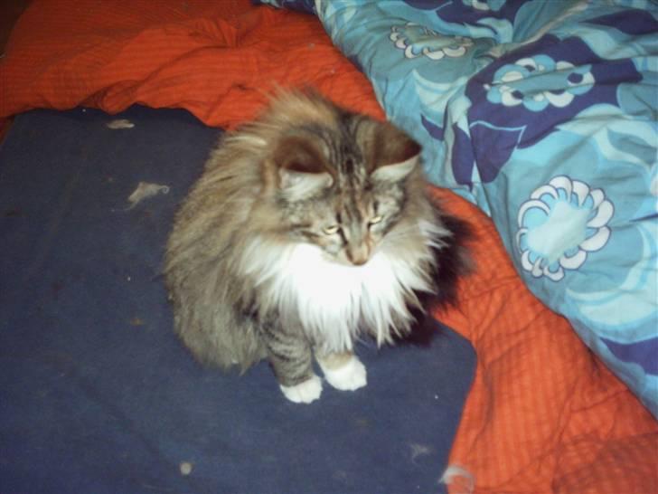 Norsk Skovkat Messenger Stribes Holly billede 4