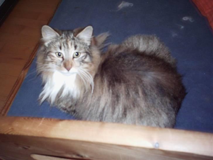 Norsk Skovkat Messenger Stribes Holly billede 5