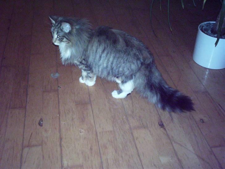 Norsk Skovkat Messenger Stribes Holly billede 6