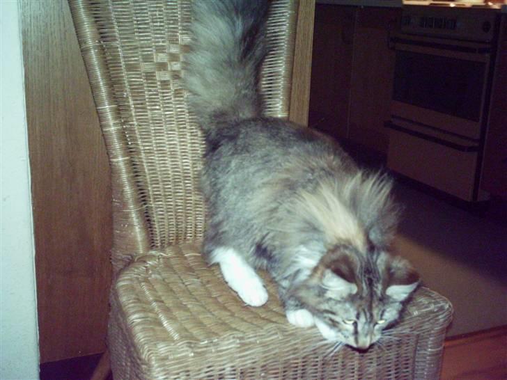 Norsk Skovkat Messenger Stribes Holly billede 7