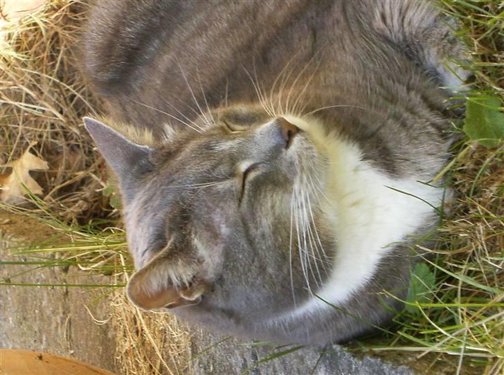 Huskat Nala billede 2