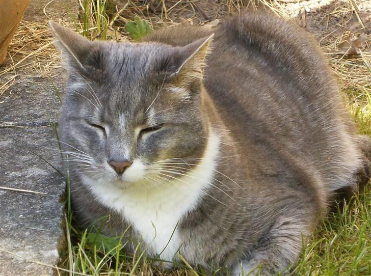 Huskat Nala billede 3