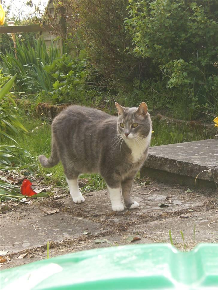 Huskat Nala billede 4