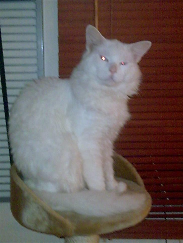 Maine Coon joey billede 16