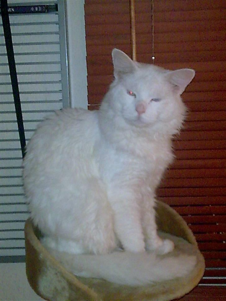 Maine Coon joey billede 17